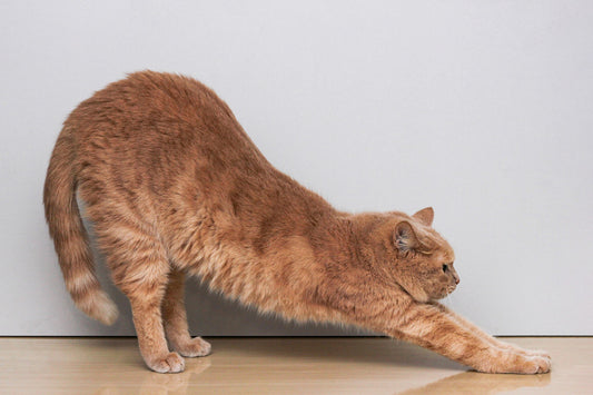 Pouncing on Fitness: Keeping Your Cat Active