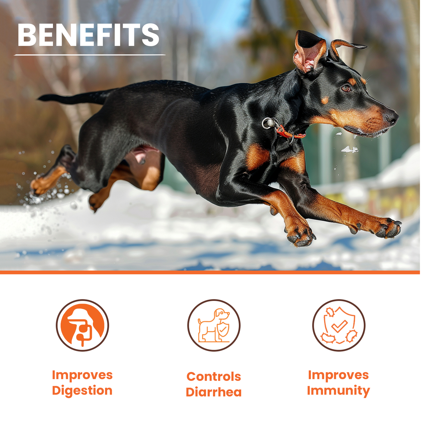 benefits LICKICIOUS Pre & Probiotics for dogs Improves Digestion Controls Diarrhea Improves Immunity