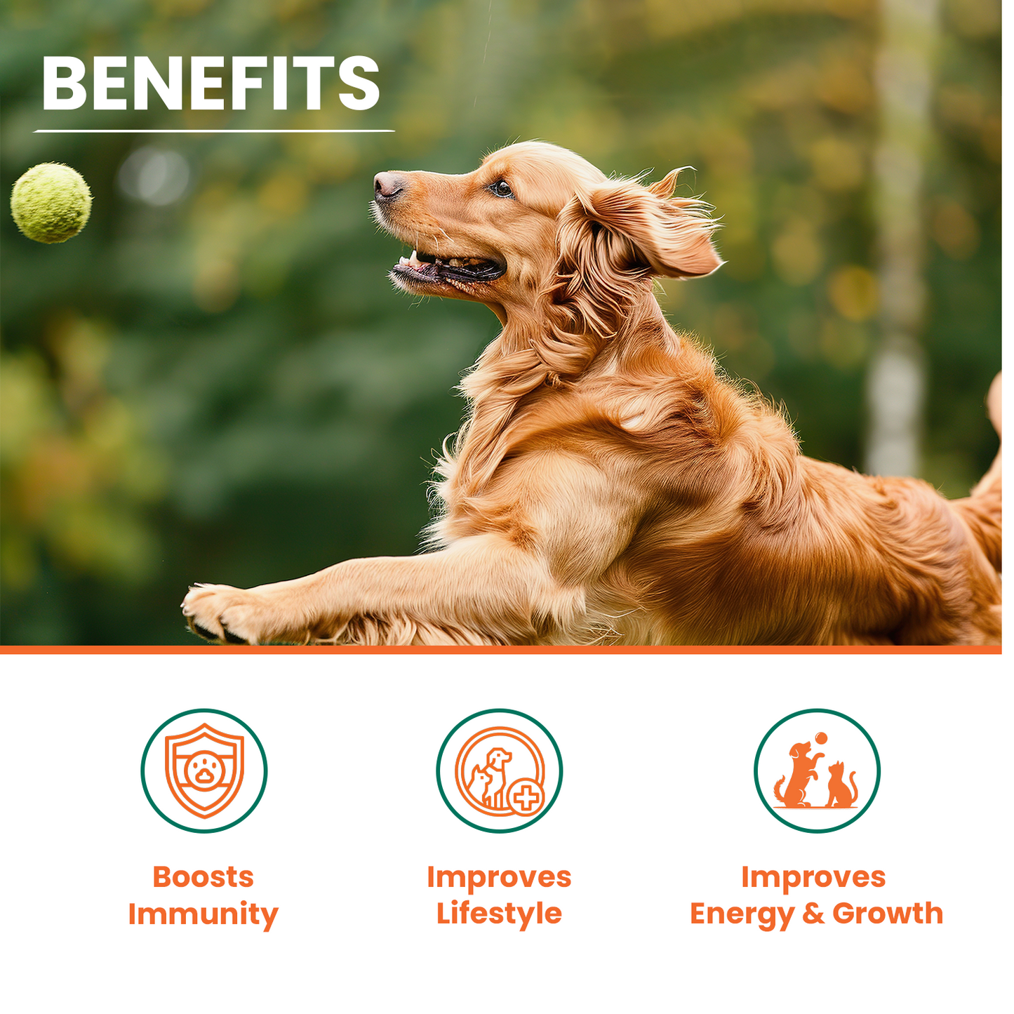 Benefits Boosts Immunity Improves Lifestyle Improves energy and growth