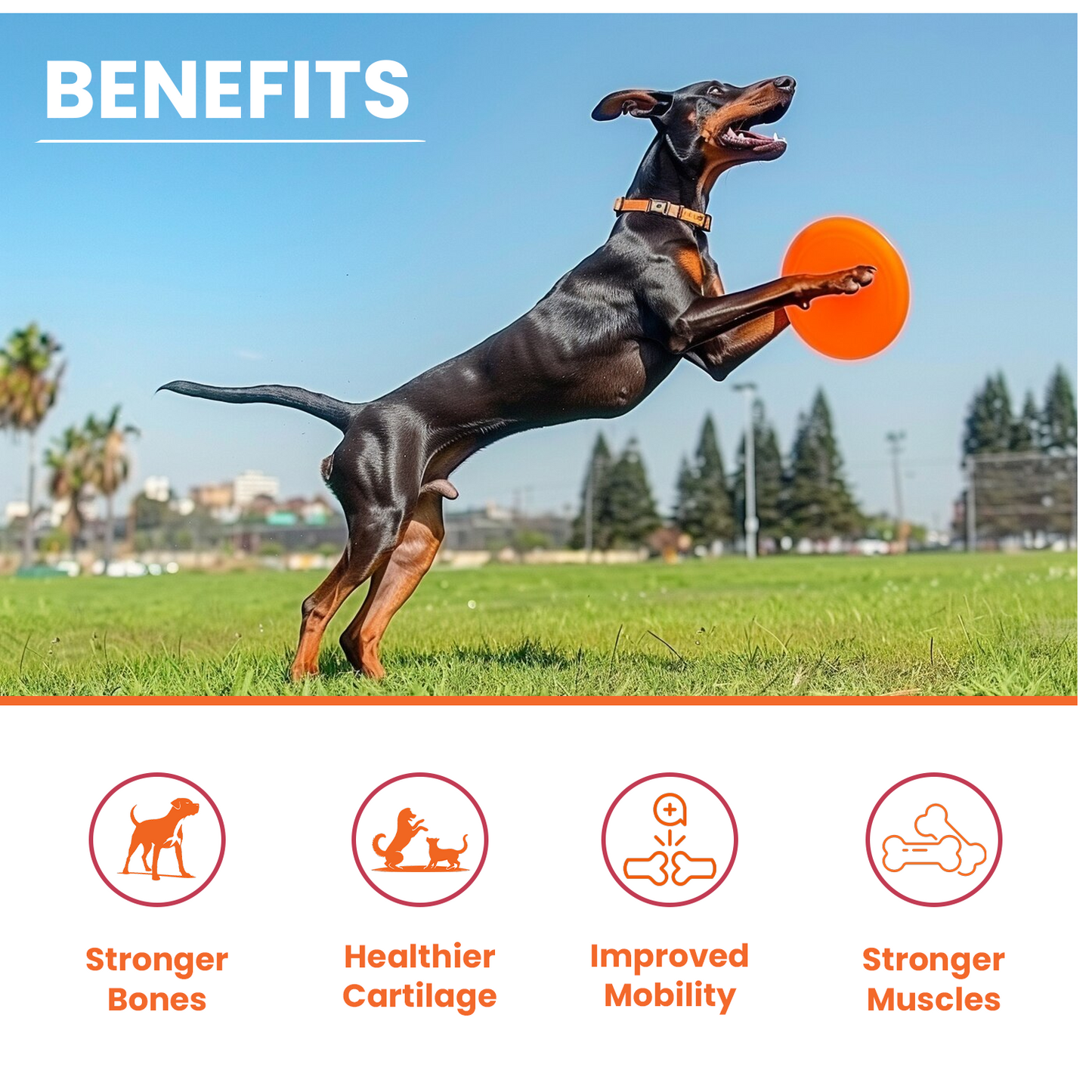 Benefits Lickicious Bone and Joints supplements stronger bones healthier cartilage improved mobility strong muscles