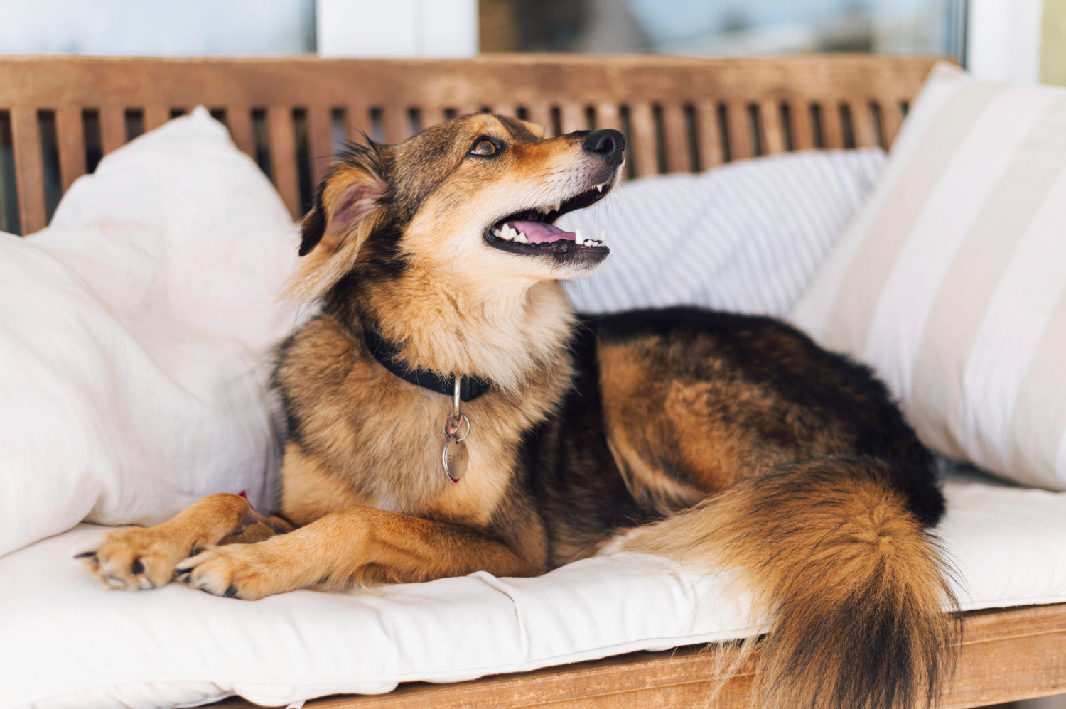 A brown-and-black dog relaxes on a white-cushioned wooden bench, looking upward with its mouth open.