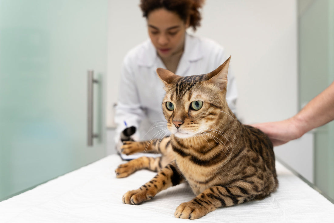 A tabby cat sits on a veterinary examination table while a veterinarian examines it in a clinical setting.
