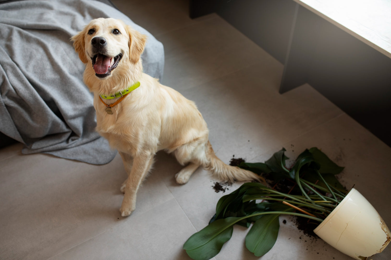A Golden Retriever sits indoors beside a toppled houseplant, with spilled soil and leaves scattered across the floor.