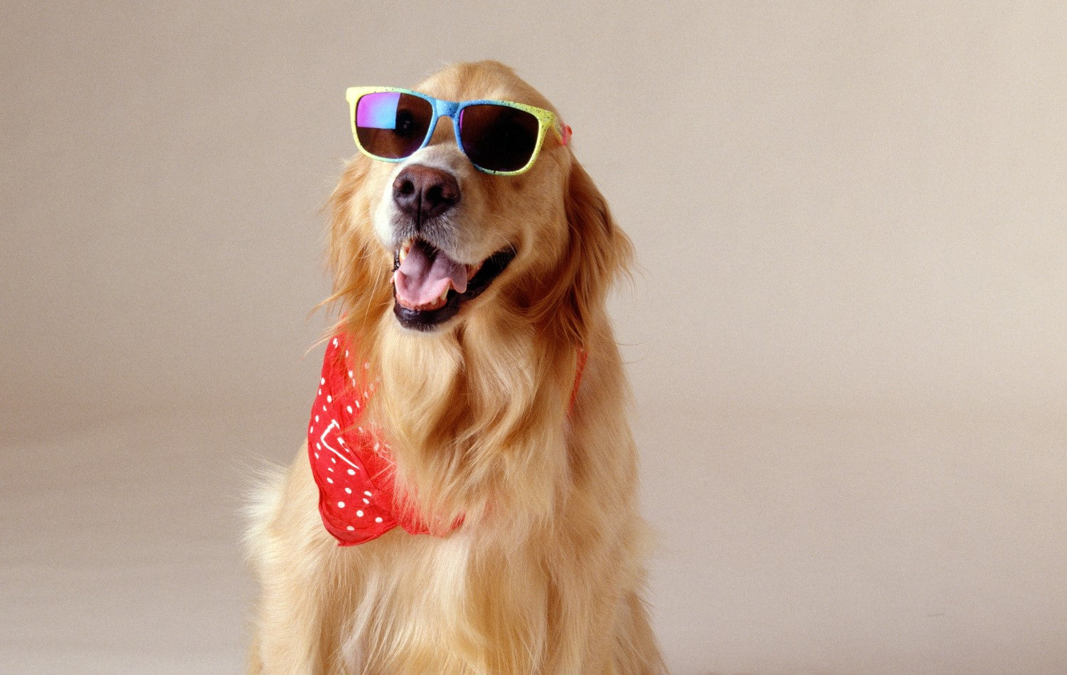 A Golden Retriever wearing colorful sunglasses and a red polka-dot bandana sits against a plain background with its mouth open.