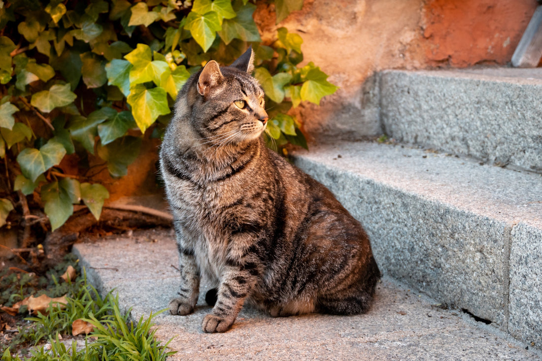 Why Are Cats So Aloof? Unraveling the Feline Enigma