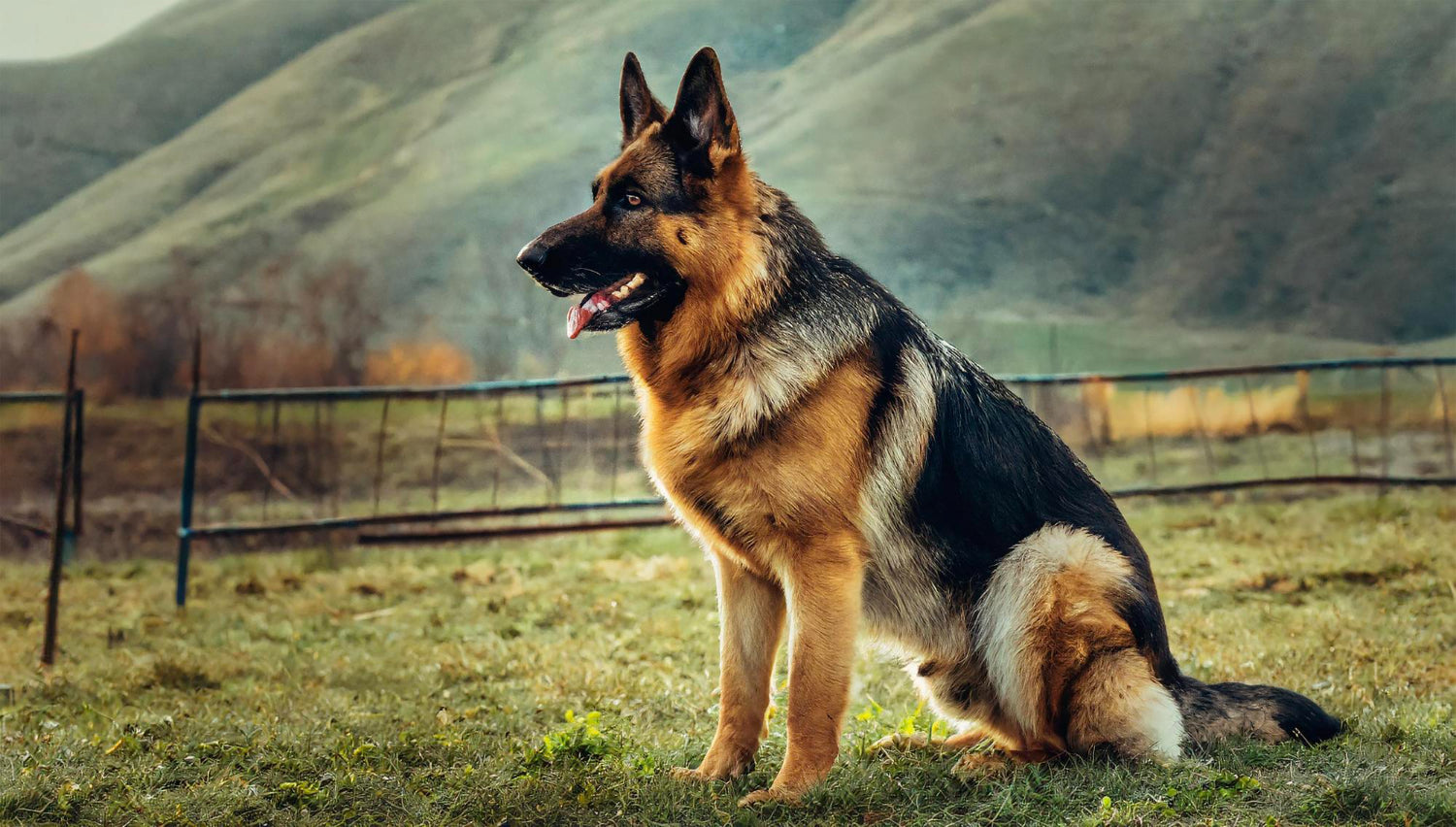 A German Shepherd sits on a grassy field outdoors, with rolling green hills and a fence in the background.