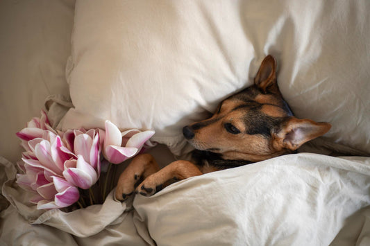 Understanding and Caring for Your Dog During Her Heat Cycle