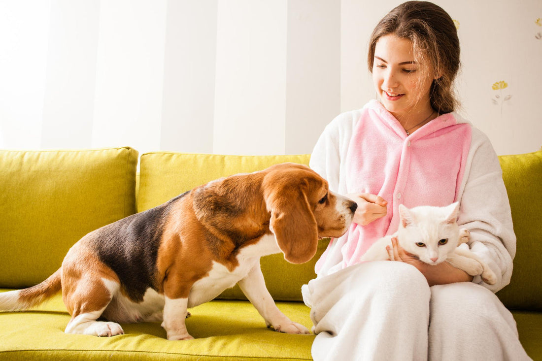 A woman in a pink-and-white outfit sits on a sofa holding a white cat while a Beagle stands beside her, interacting with the cat.