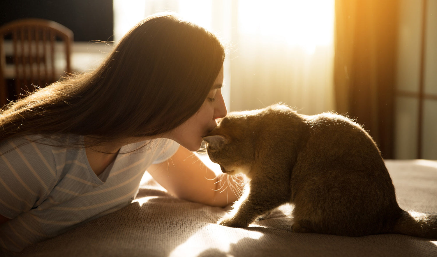 Adult Cat Food | Best Cat Food | Best Cat Food Price