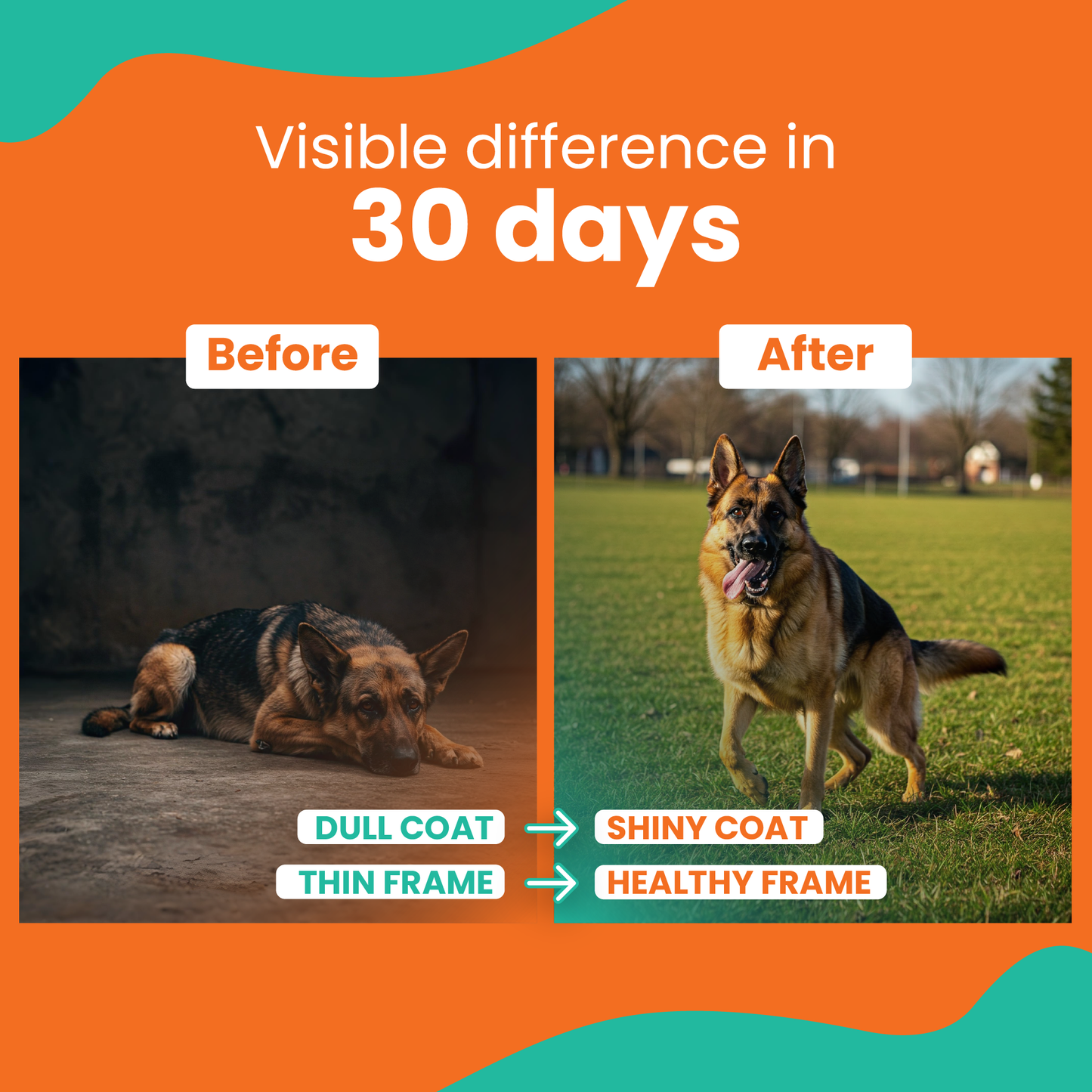 LICKICIOUS Optima Dry Dog Food Adult 10 KG | Chicken & Vegetable | Complete and Balanced Optimum Nutrition for Pedigree Dogs | Great Taste & Easy Digestion
