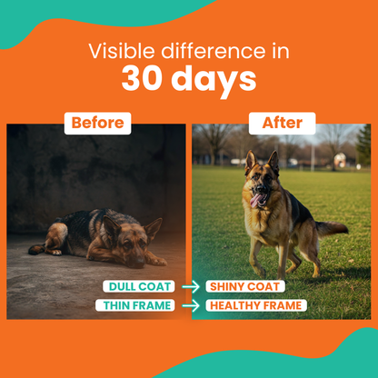 LICKICIOUS Optima Dry Dog Food Adult 10 KG | Chicken & Vegetable | Complete and Balanced Optimum Nutrition for Pedigree Dogs | Great Taste & Easy Digestion