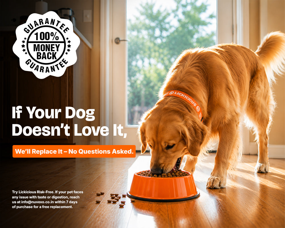 A golden retriever dog eating from an orange bowl on a wooden floor in a home interior, with promotional text on the left offering a 100% money-back guarantee and mentioning Licklicious.
