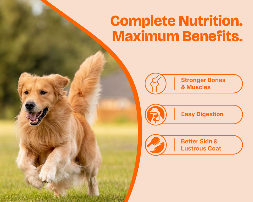 An adult dog running on grass beside Lickicious Adult Dog Food benefits: bones, digestion, coat