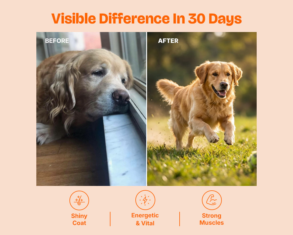 Adult dog before-and-after comparison photos shown side by side under Lickicious feeding