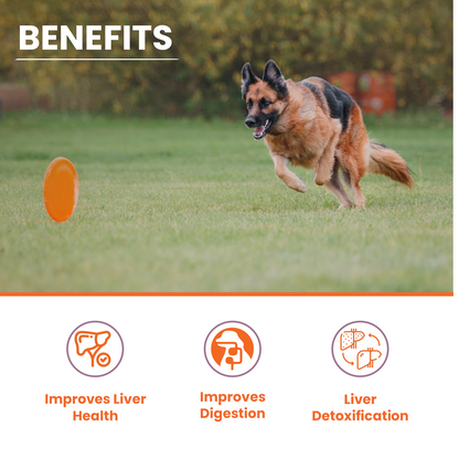 Benefits Lickicious Liver Care Syrup Improves Liver Health Improves Digestion Liver Detoxification