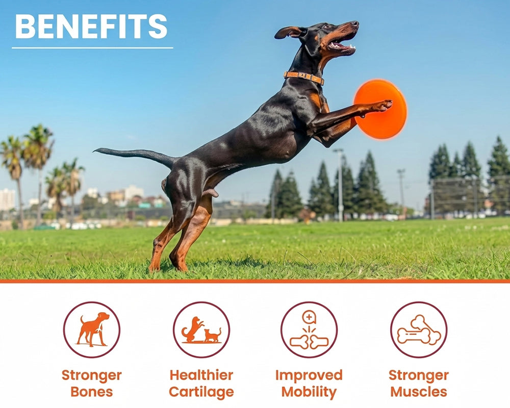 Doberman leaping to catch a frisbee beside Lickicious Bones & Joints Syrup benefit icons