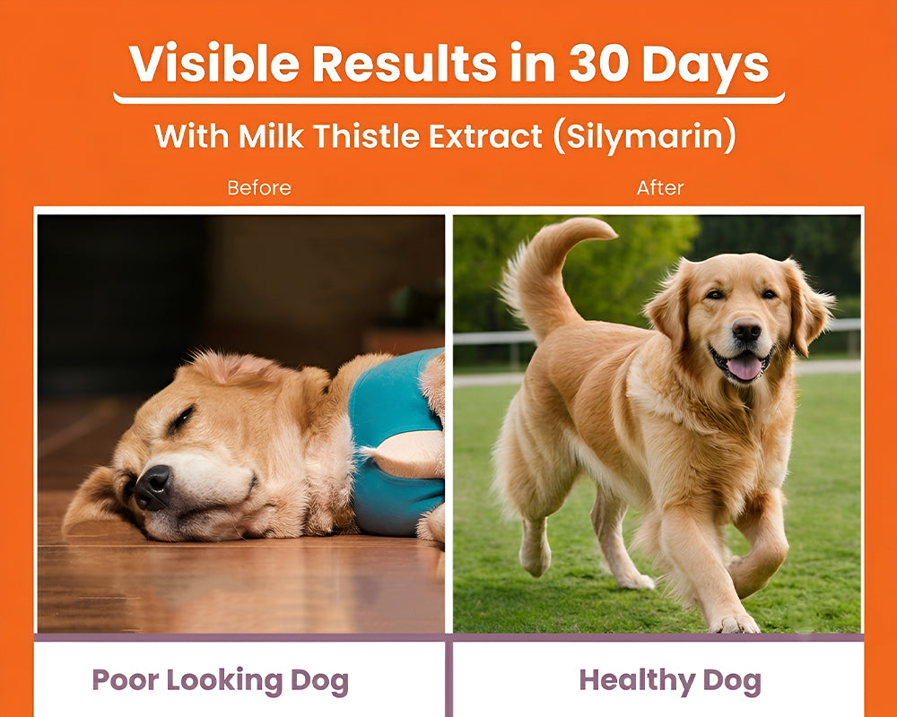 Before and after comparison of a dog with milk thistle extract showing improvement.