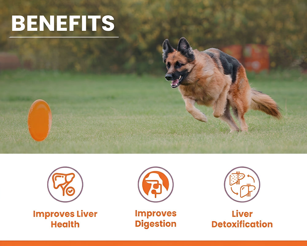 German Shepherd running with a frisbee beside Lickicious Liver Care Syrup benefit icons