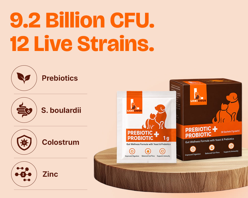 Lickicious Prebiotic + Probiotic sachet showing 9.2 billion CFU and 12 live strains formula