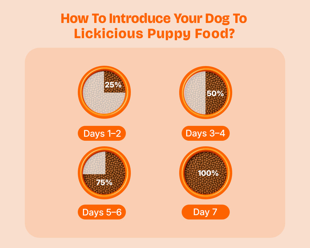 Step-by-step 7-day feeding schedule for gradually introducing a dog to Lickicious Puppy Food