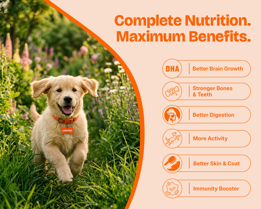Happy puppy running through a garden beside Lickicious Puppy Food benefits: DHA for brain growth, better digestion and immunity