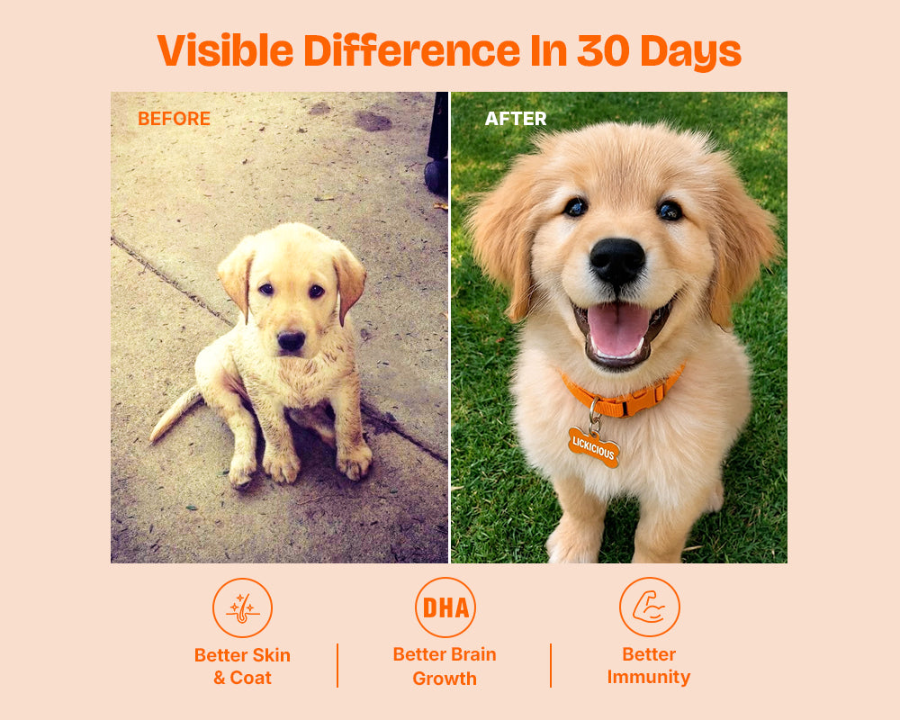 Puppy coat before-and-after comparison photos shown side by side under Lickicious Puppy Food feeding